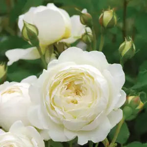 David Austin Rose Claire Austin (Pbr)
