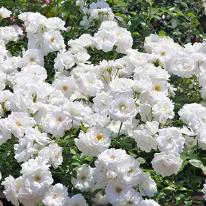 Climbing Rose Iceberg Climbing Rose Iceberg