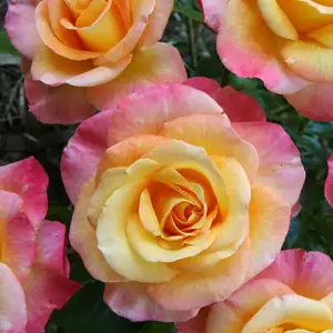 Rose Daybreak Rose Daybreak