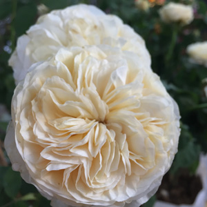 English Shrub Rose Fair Bianca English Shrub Rose Fair Bianca