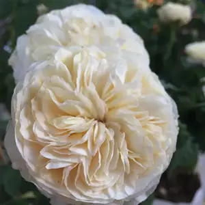 English Shrub Rose Fair Bianca English Shrub Rose Fair Bianca