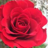 Rose Fragrant Charm