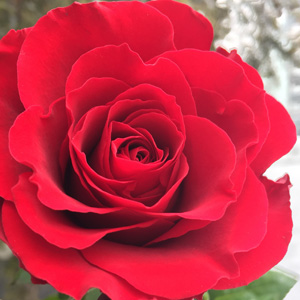 Rose Fragrant Charm
