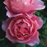 Grandma 13 - Garden Express Australia