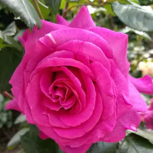 Rose Peter Frankenfeld Rose Peter Frankenfeld