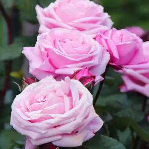 Rose Radox Bouquet Rose Radox Bouquet