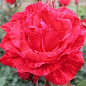 Delbard Rose Red Intuition Delbard Rose Red Intuition