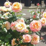 Rose Daybreak Rose Daybreak