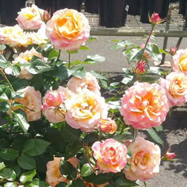 Rose Daybreak Rose Daybreak
