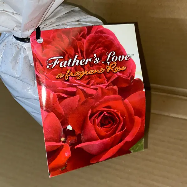Rose Fathers Love Rose Fathers Love