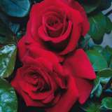 Rose Charmwell Grandpas Rose