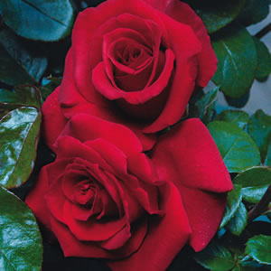 Rose Charmwell Grandpas Rose