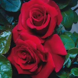 Rose Charmwell Grandpas Rose Rose Charmwell Grandpas Rose