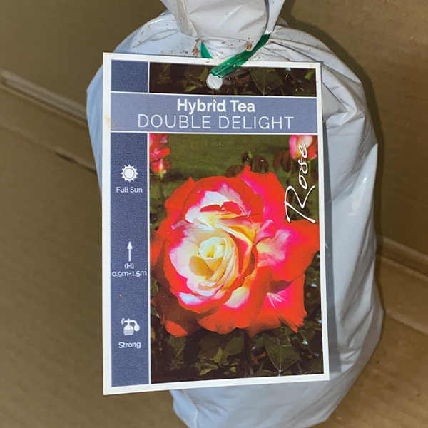 Rose Double Delight