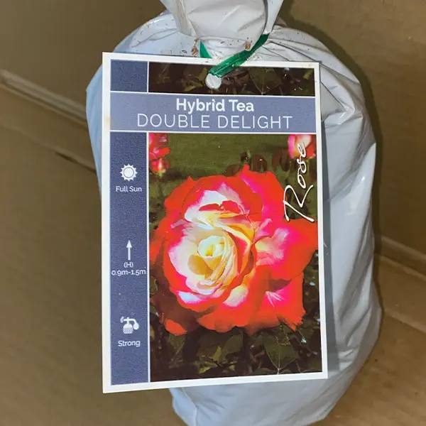 Rose Double Delight Rose Double Delight
