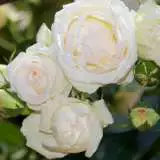 Blushing Pierre De Ronsard 2019 Roscbpd - Garden Express Australia