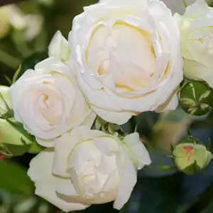 Climbing Rose Blushing Pierre De Ronsard