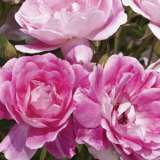 Rose Brilliant Pink Iceberg (Pbr) Rose Brilliant Pink Iceberg (Pbr)