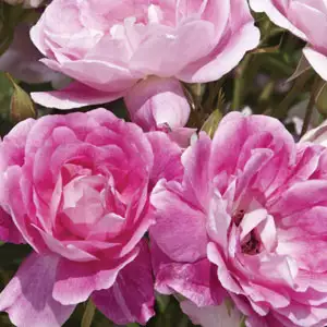 Rose Brilliant Pink Iceberg (Pbr) Rose Brilliant Pink Iceberg (Pbr)
