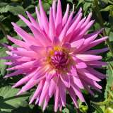 Dahlia Mariner 2019 Pkdahmar - Garden Express Australia