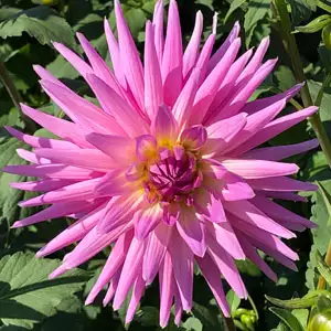 Dahlia Mariner Dahlia Mariner