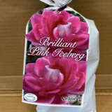 Rose Brilliant Pink Iceberg (Pbr) Rose Brilliant Pink Iceberg (Pbr)