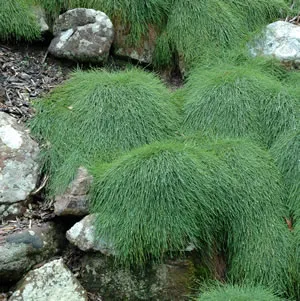 Casuarina Cousin It Casuarina Cousin It
