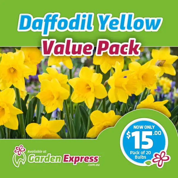Flower Fest Value Pack – Daffodil Yellow Trumpet