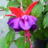 Fuchsia Graham G Pplfucgrg - Garden Express Australia