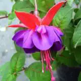 Fuchsia Graham G Pplfucgrg - Garden Express Australia