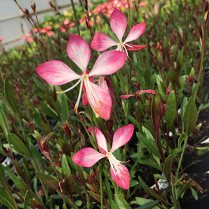 Gaura Little Janie Gaura Little Janie