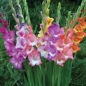 Gladioli Bi-colour Blend Gladioli Bi-colour Blend