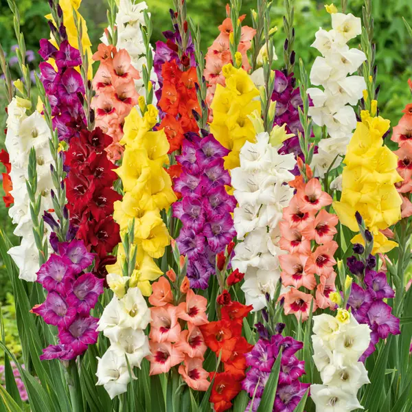 Gladioli Mixed 10pk Gladioli Mixed 10pk