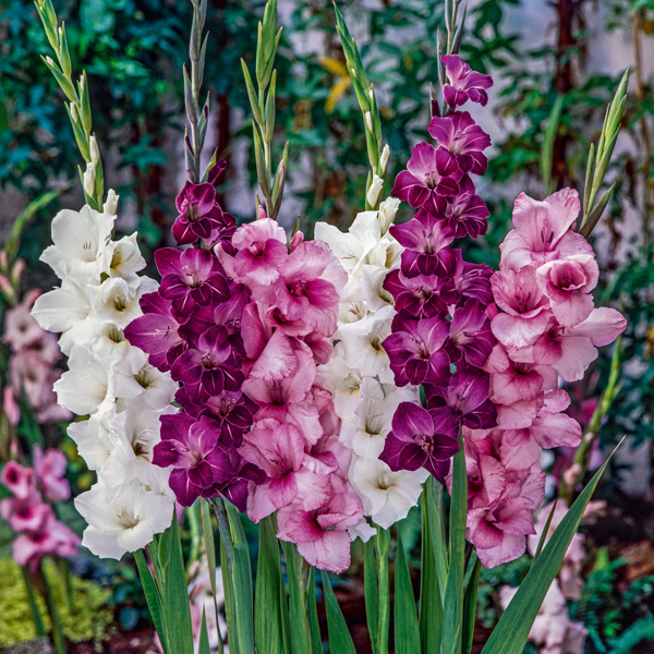 Gladioli Passion Blend Gladioli Passion Blend
