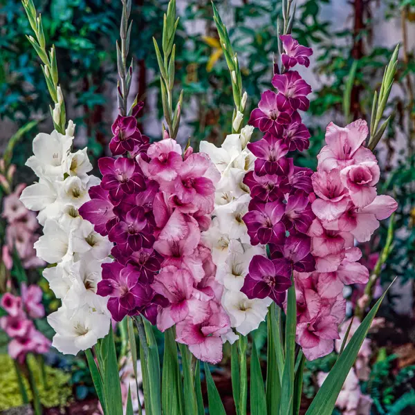 Gladioli Passion Blend Gladioli Passion Blend