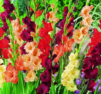 Gladioli Wildfire Blend Gladioli Wildfire Blend