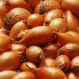 Golden Shallots 2012 - Garden Express Australia