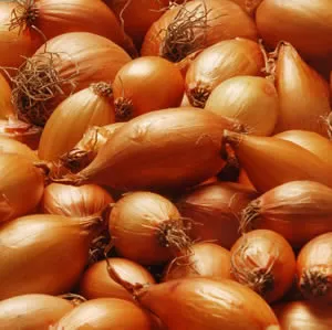 Golden Shallots – Farmers Surplus