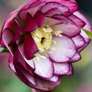 Hellebore Double Bicolour Hellebore Double Bicolour
