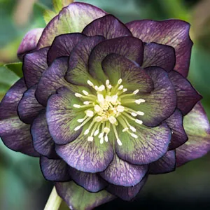 Hellebore Double Purple Green Bicolour Hellebore Double Purple Green Bicolour