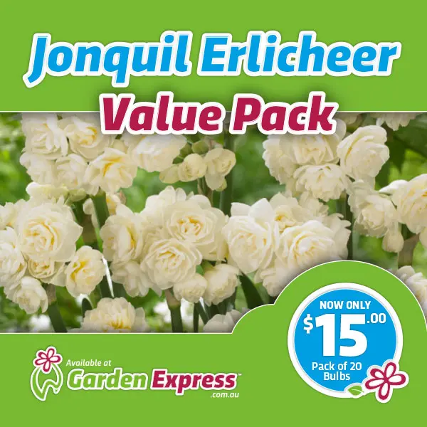 Flower Fest Value Pack – Jonquil Erlicheer Flower Fest Value Pack – Jonquil Erlicheer