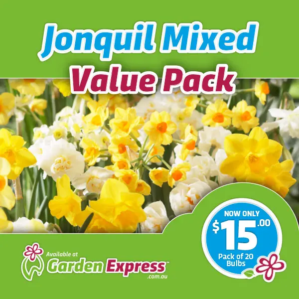 Flower Fest Value Pack – Jonquil Mixed Flower Fest Value Pack – Jonquil Mixed