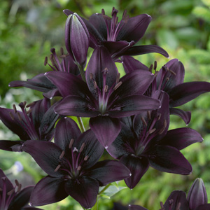 Lilium Black Charm Lilium Black Charm