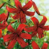 Lilium Red Velvet Pklilrve - Garden Express Australia