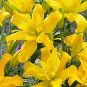 Lilium Double Sundew Lilium Double Sundew