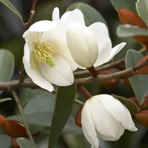 Michelia Yunnanensis Michelia Yunnanensis