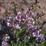 Paynes Thryptomene 50mm