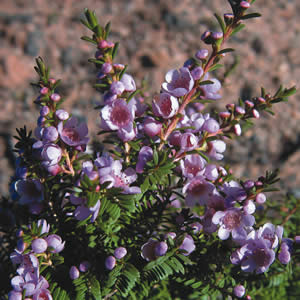 Paynes Thryptomene 50mm Paynes Thryptomene 50mm