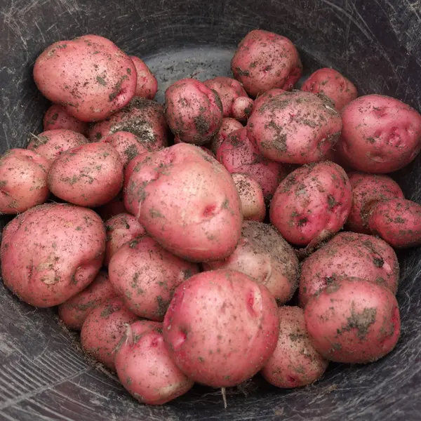 Certified Seed Potato Pontiac Certified Seed Potato Pontiac
