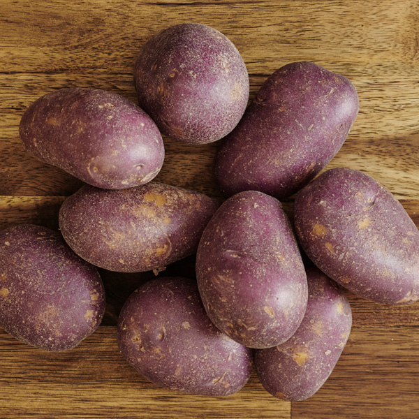Certified Seed Potato Royal Blue Certified Seed Potato Royal Blue